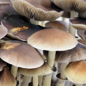 B+ Spore Print