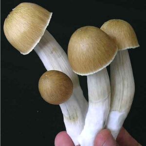 B+ Spore Syringe
