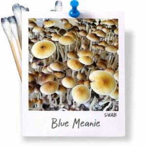 Blue Meanie Swabs