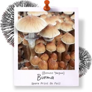 Burma Spore Print