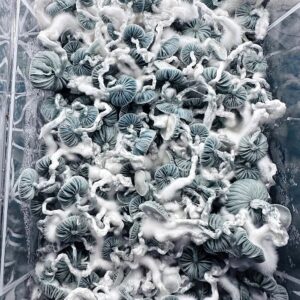 Jack Frost Isolated