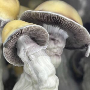 L 01 Cubensis Swabs