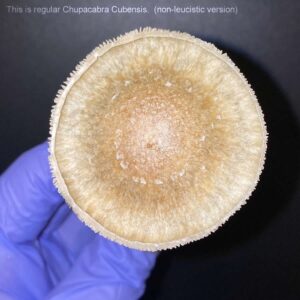 Leucistic Chupacabra
