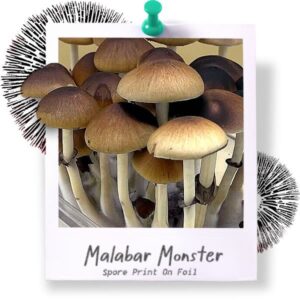 Malabar Spore Print