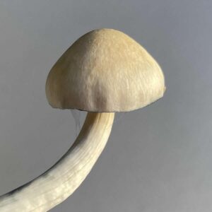 Natalensis Isolated Culture