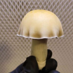 Saturn Cubensis Isolated